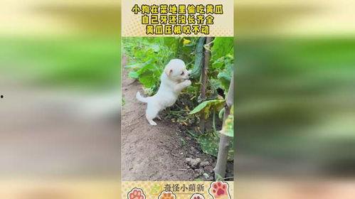 菜地里老鼠吃瓜,智慧驱鼠保丰收