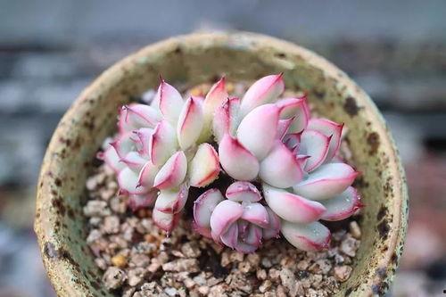 多肉吃瓜事件女孩,一场意外引发的社交风暴