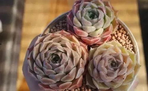 多肉吃瓜事件女孩,一场意外引发的社交风暴