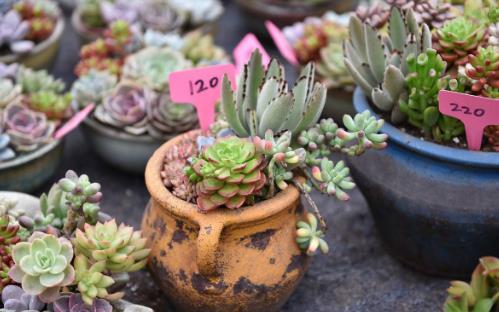 多肉吃瓜事件女孩,一场意外引发的社交风暴