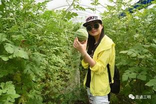 瓜爬树上吃瓜,瓜爬树上的奇妙一幕