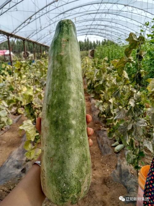 九冉带你吃瓜,九冉带你领略娱乐圈的甜蜜瓜果