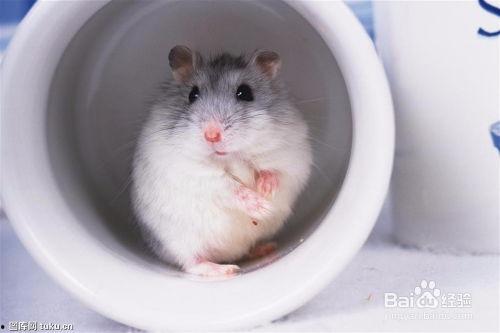 仓鼠吃不吃瓜菜,探究仓鼠的饮食偏好