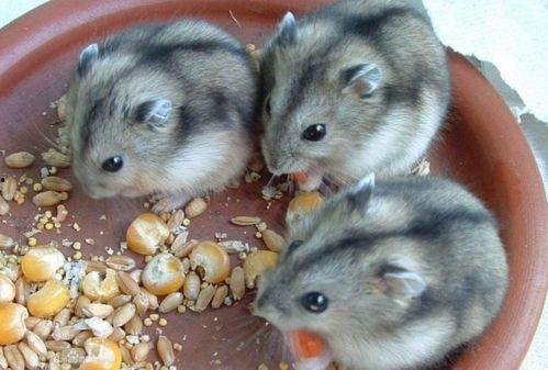 仓鼠吃不吃瓜菜,探究仓鼠的饮食偏好