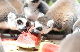 什么小动物吃瓜,揭秘爱吃瓜的小动物们