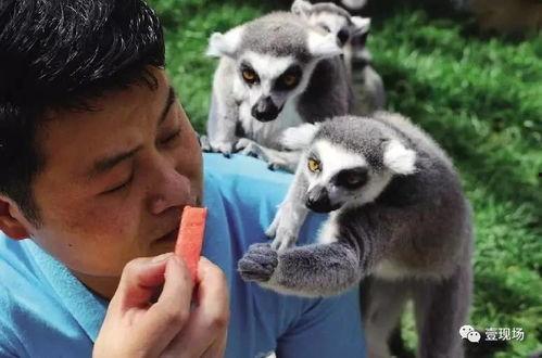 什么小动物吃瓜,揭秘爱吃瓜的小动物们