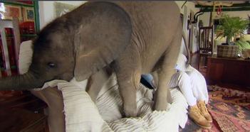 妈妈不给小象吃瓜视频,妈妈却拒绝喂食,温馨亲子瞬间引网友热议