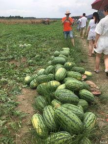 吃瓜之友,吃瓜之友带你领略明星幕后故事